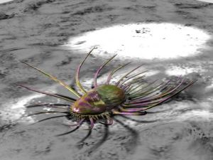 Orthrozanclus_2010_6