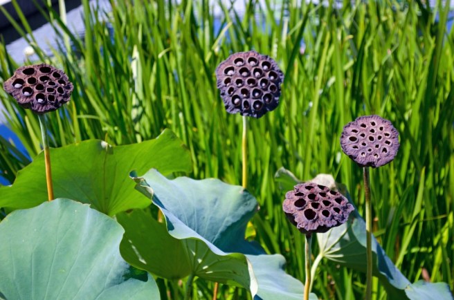 DSC_0031-22_edited-1