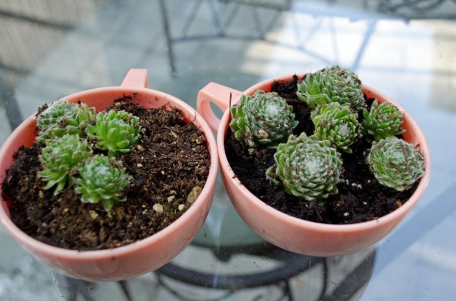 DSC_0058-21_edited-1